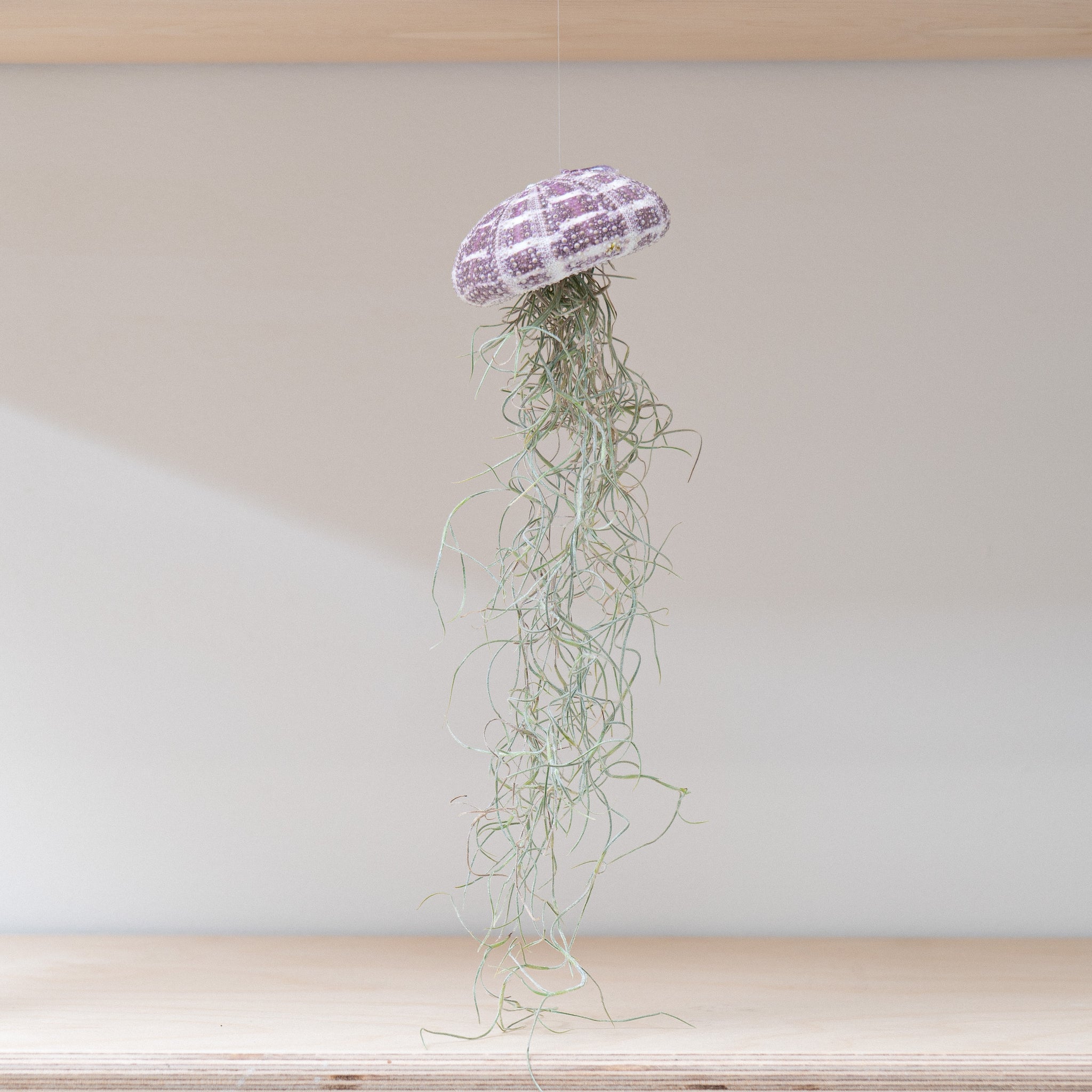 Queen Air Plants