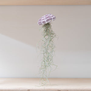 Queen Air Plants