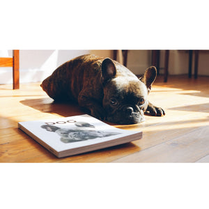 Dog Magazine, The French Bulldog, Issue 5.