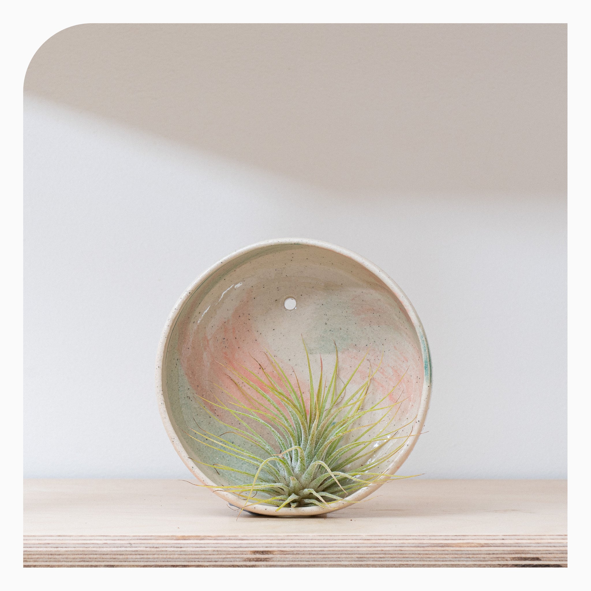 Here Be Monsteras Air Plant Wall Circle - Peach Green